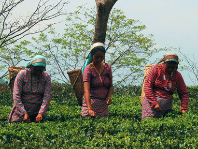 Tea pickers