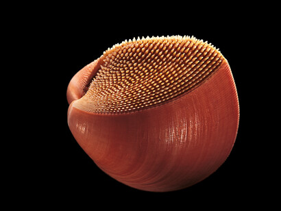 Nemocardium, Conchiglie (5 Continents Editions), photo Paul Starosta