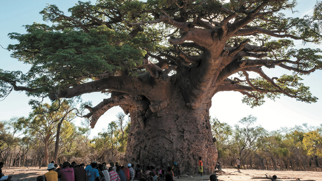 Baobab (Adansonia grandidieri) © Louise Jasper