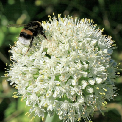 Il suo gusto delicato la rende ideale anche da consumare cruda, senza risultare pungente