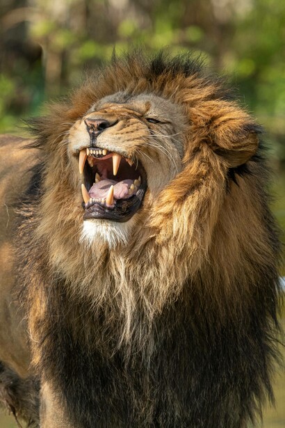 Lion opens mouth in hunger