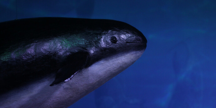 The Black Sea Diorama. Courtesy of National Museum of Natural History