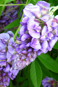 Milletia japonica, rampicante 