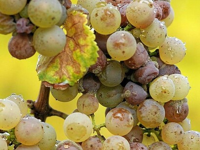 Botrytis riesling