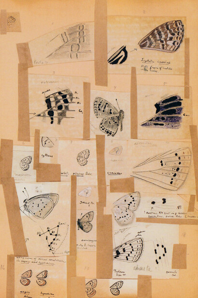 Esquemas morfológicos de alas de varias mariposas lycenidas (Nabokov, década de 1940)