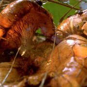 Peter Fischli and David Weiss, Untitled (Funghi 30) (detail), 1998/2008. Courtesy of Galerie Eva Presenhuber