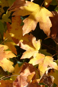 Acer saccharum 