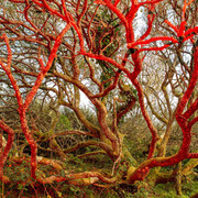 Sari Soininen, Dimension 9, from the series Transcendent country of the mind, 2020. Courtesy of Aboa Vetus and Ars Nova