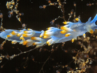 Flabellina babai