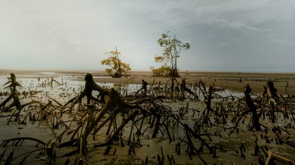 A damaged coastal landscape marked by exposed mangrove roots, reflecting the vulnerability of coastal ecosystems to changing climate conditions