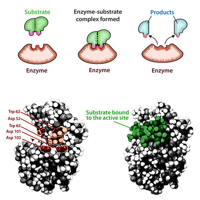 Upper panel: the lock-and-key mechanism of substrate binding to the active site of an enzyme. Lower panel: the example of the enzyme lysozyme (its structure is shown on the left side, the active site is emphasized in red). The enzyme binds a hexameric substrate (the complex enzyme-substrate is shown on the right side, with the substrate emphasized in green). The substrate here is actually an inhibitor called (NAG)6 – where NAG stands for N-acetyl glucosamine.