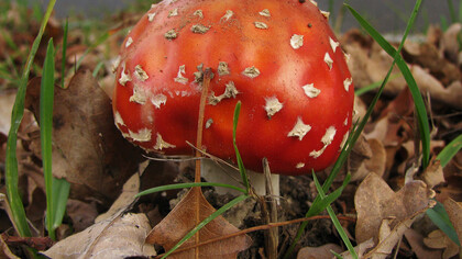 Amanita muscaria