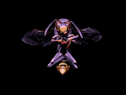 Los microorganismos y los insectos fueron un reto formidable