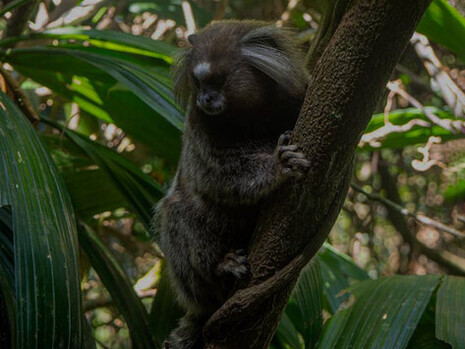 La demolición del Instituto Penal Cândido Mendes en 1994 permitió que áreas degradadas se recuperaran, favoreciendo el regreso de especies nativas y la restauración de ecosistemas terrestres y costeros