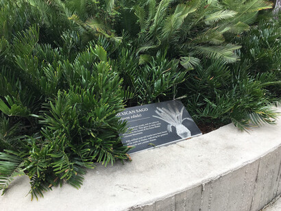 Fossil Plant Garden. Courtesy of Florida Museum of Natural History