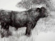 Bridget Macdonald, Bull in Flowering Meadow, 2011, charcoal on paper, 122 x 153 cm