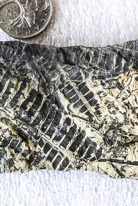 Paleontology. Courtesy of Royal BC Museum