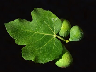 Figs, also to describe something cool