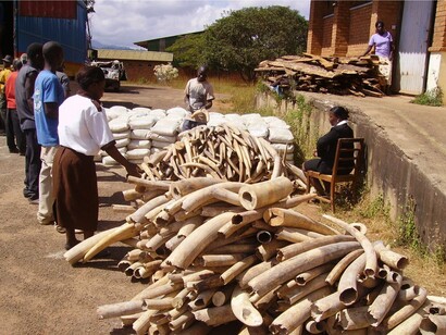 Il governo Pratica il commercio di avorio, Malawi