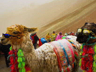 Ejemplares de llama usando adornos de colores. Los camélidos sudamericanos representan una fuente de ingresos esencial para las comunidades altoandinas, que aprovechan su carne, fibra y capacidad para resistir condiciones climáticas adversas  