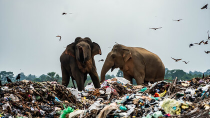 A herd of around 40 wild elephants in Ampara, in eastern Sri Lanka, has become completely dependent on garbage dumps, behaving almost like domestic animals as they wait for tractors to unload waste. “It is truly heartbreaking to see the animals eating plastic and toxic chemical waste. This causes serious health issues, and many fall sick. Some have even died.” So far, six elephants in Ampara have died from ingesting toxic waste
