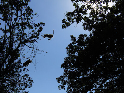 Hanuman langur, scimmie del Vecchio Mondo originarie del subcontinente indiano che costituiscono il genere Semnopithecus entellus, India