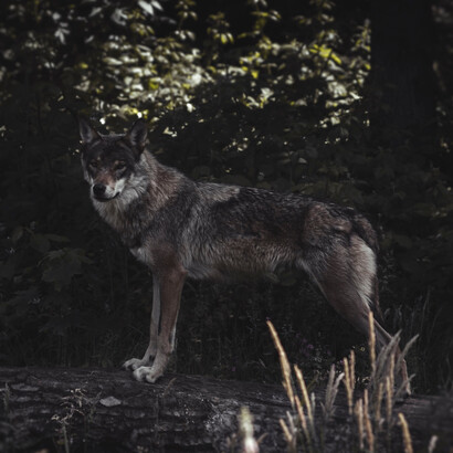 Il contatto con la natura che stiamo fortunatamente recuperando non risolve le difficoltà della relazione con la natura selvaggia
