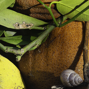 Joshua Lutz, Nine oranges, five snails, 2024. Courtesy of CLAMP