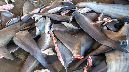 Shark fins