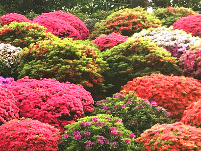 Azaleas, Nezu Shrine garden © Alma Reyes