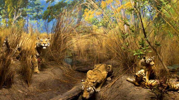 Hall of Biodiversity. Courtesy of American Museum of Natural History