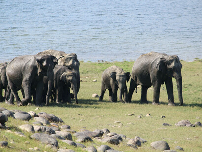 a herd of elephants walking across a grass covered field, India