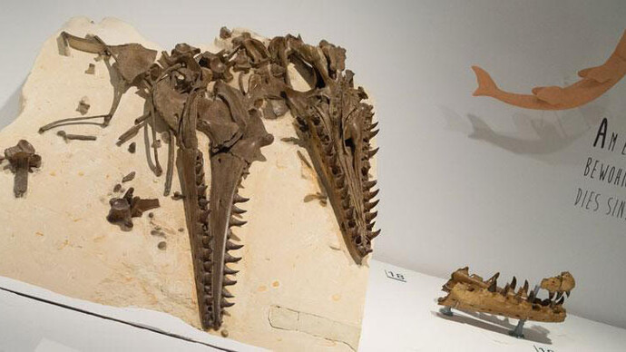 Mosasaur Hall. Courtesy of Royal Belgian Institute of Natural Sciences