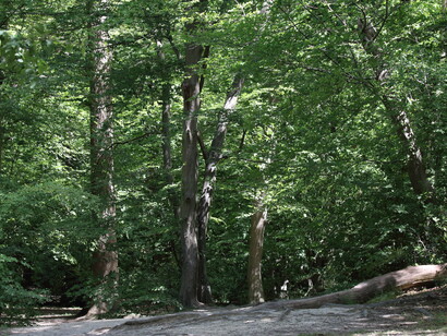 Epping Forest © Gehan de Silva Wijeyeratne