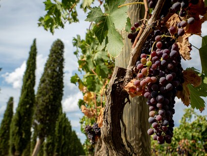 Il disciplinare del Vino Nobile di Montepulciano DOCG richiede un invecchiamento minimo di 2 anni, che salgono a 3 per la Riserva