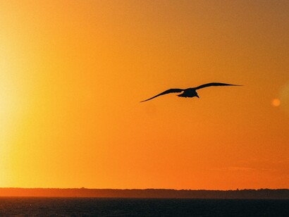Pássaro livre no pôr do sol
