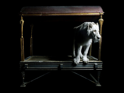 Marco Schifano, Leone, 2012, stampa su carta baritata montata su alluminio, 104 x 140 cm, Ed. 2/3 +2 P.A