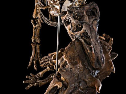 David H. Koch Hall of Fossils. Deep Time. Courtesy of Smithsonian's National Museum of Natural History