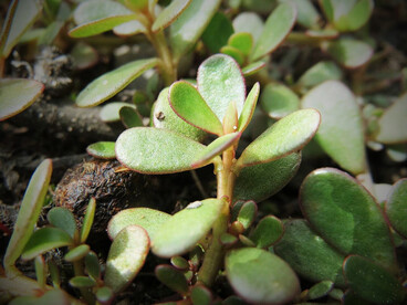 Portulaca oleracea, riserva naturale Gewann Frankreich-Wiesental, Germania