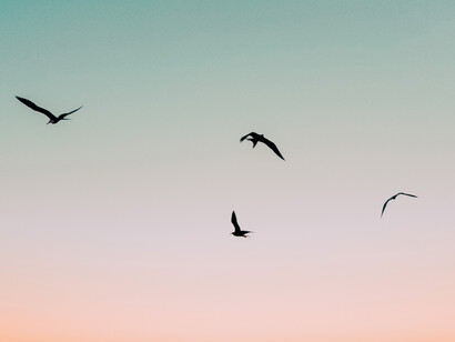Gaviotas sobrevolando el mar al amanecer. Se trata de una invitación para desintoxicar la mente de pensamiento negativos
