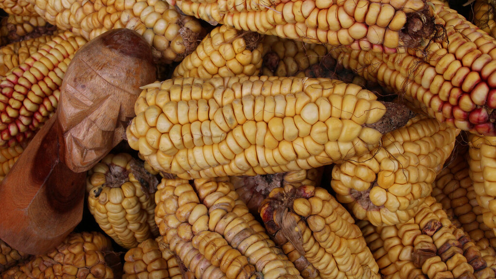 Mr. Hunter and corn, 2014
