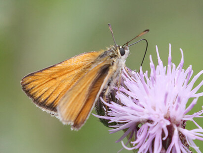 Small Skipper, Green Park, London © Gehan de Silva Wijeyeratne