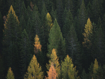 Una foresta può assorbire milioni di tonnellate di anidride carbonica ogni anno e il suo aumento nell'atmosfera può portare a una maggior crescita degli alberi