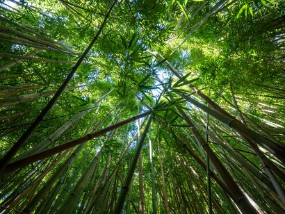 A bamboo forest rising toward the sky, representing nature’s rapid regeneration and carbon-absorbing power