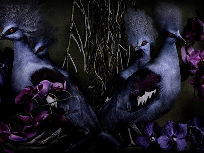 Mario Testino, Goura cristata, Brazil, 2022. Courtesy of Hamiltons Gallery