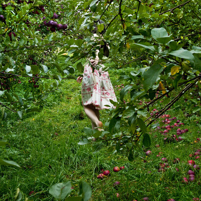 The Orchard, Warren, Maine, 2012