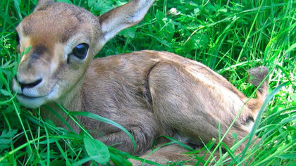 A gazelle puppy, credit Amir Balaban for the Society for the Protection of Nature in Israel