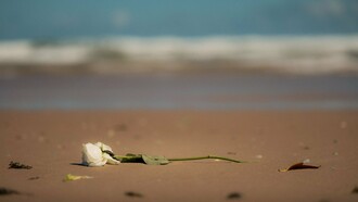 Uma rosa branca repousa sobre a areia diante do mar, imagem que evoca a delicadeza daquilo que permanece depois da perda. O luto não apaga o vínculo com o que se foi, mas abre um processo de transformação e reconstrução. Entre a ausência e a reconstrução, o luto exige que o sujeito encontre uma nova forma de sustentar aquilo que perdeu. Algumas perdas não pedem esquecimento, mas tempo para que aquilo que permanece encontre um novo lugar