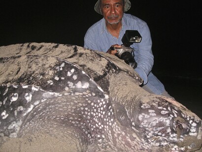 Una tortuga marina acompaña a Luis y su cámara