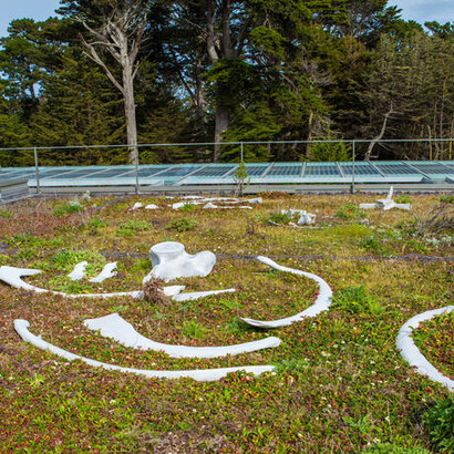 Living Roof. Courtesy of California Academy of Sciences